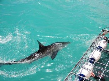 shark-cage-diving-gansbaai