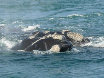 whale-watching-hermanus2